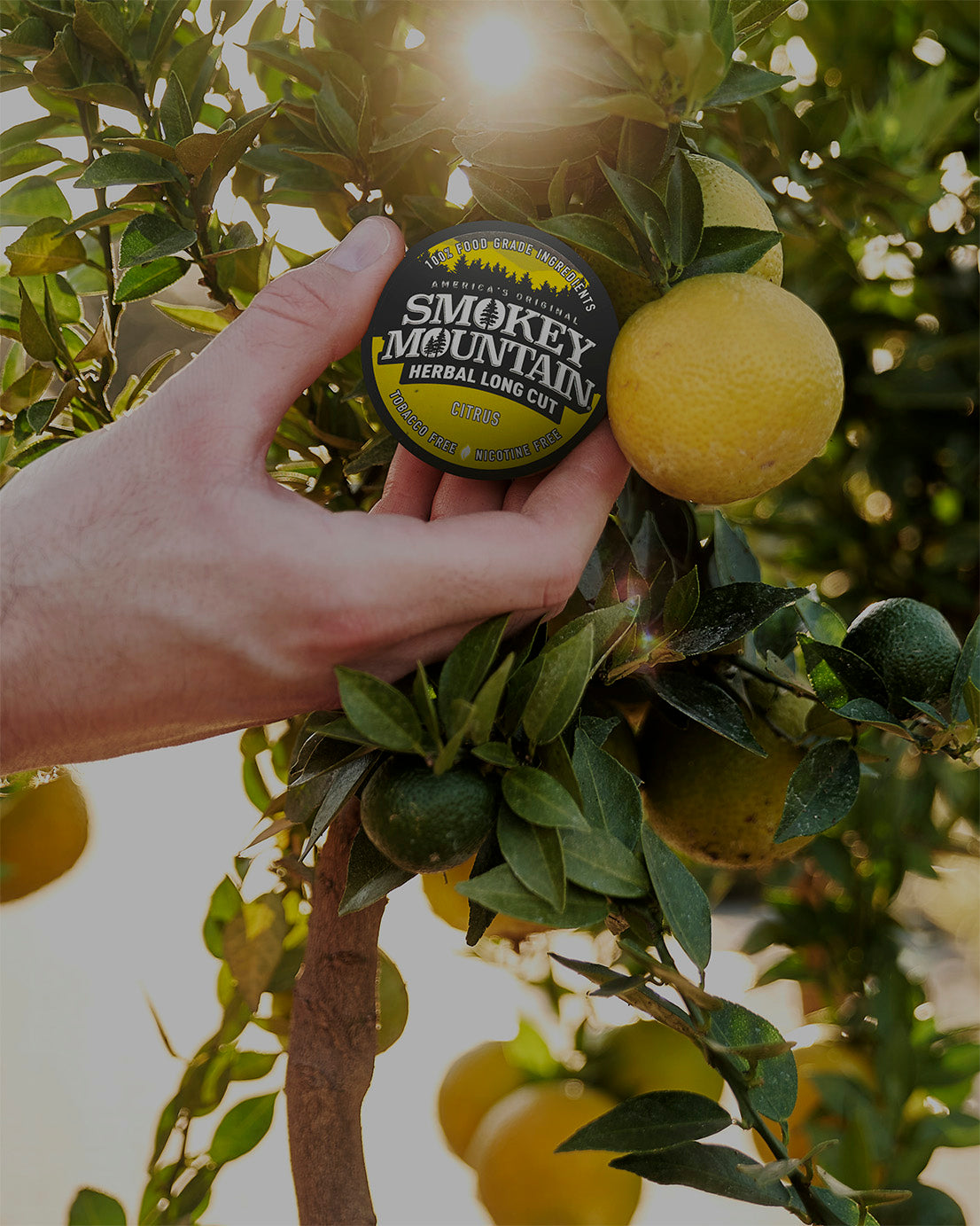 A hand reaching for smokey mountain citrus flavored dip alternative as if it were growing from a lemon tree.