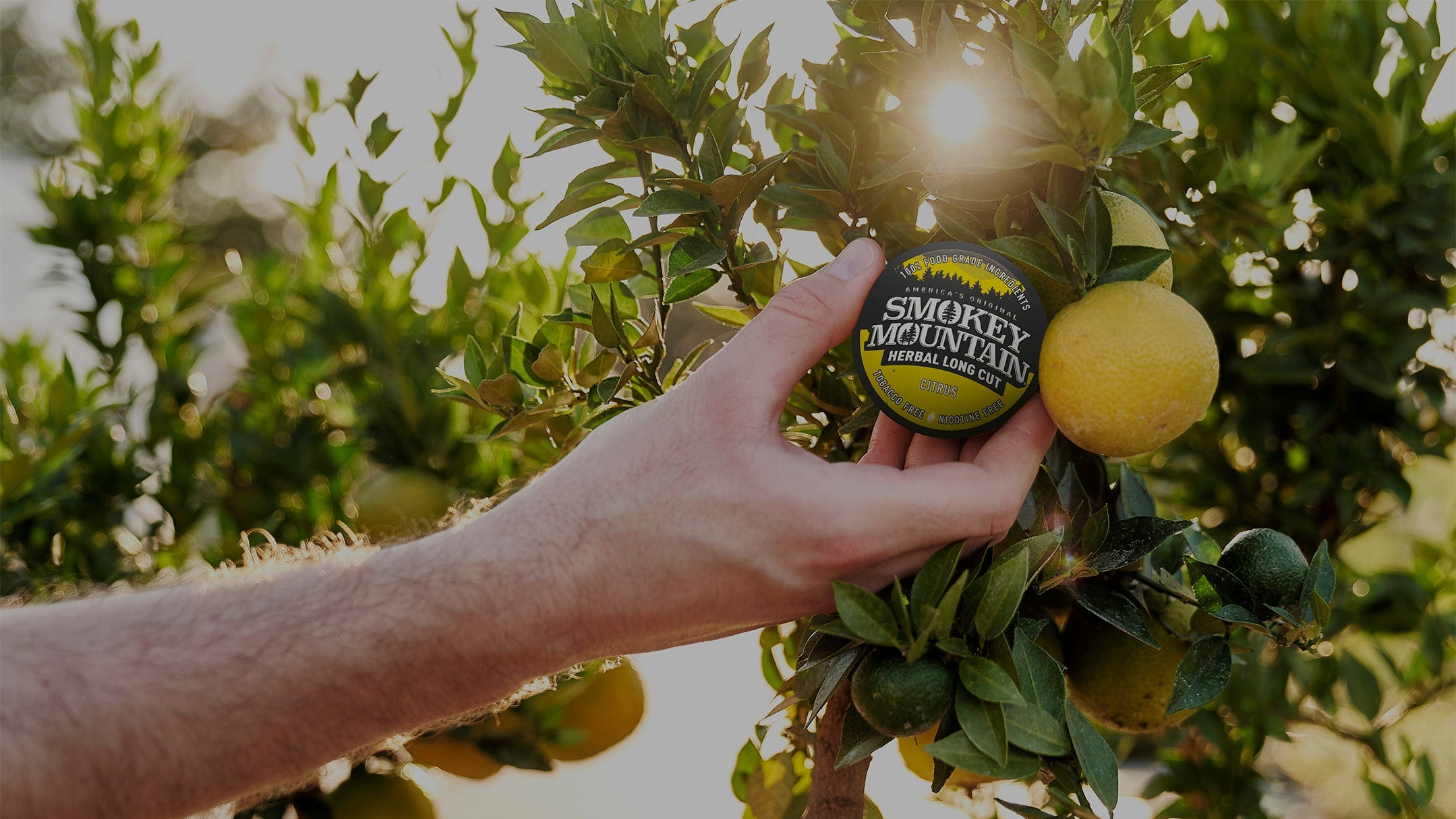 A hand reaching for smokey mountain citrus flavored dip alternative as if it were growing from a lemon tree.